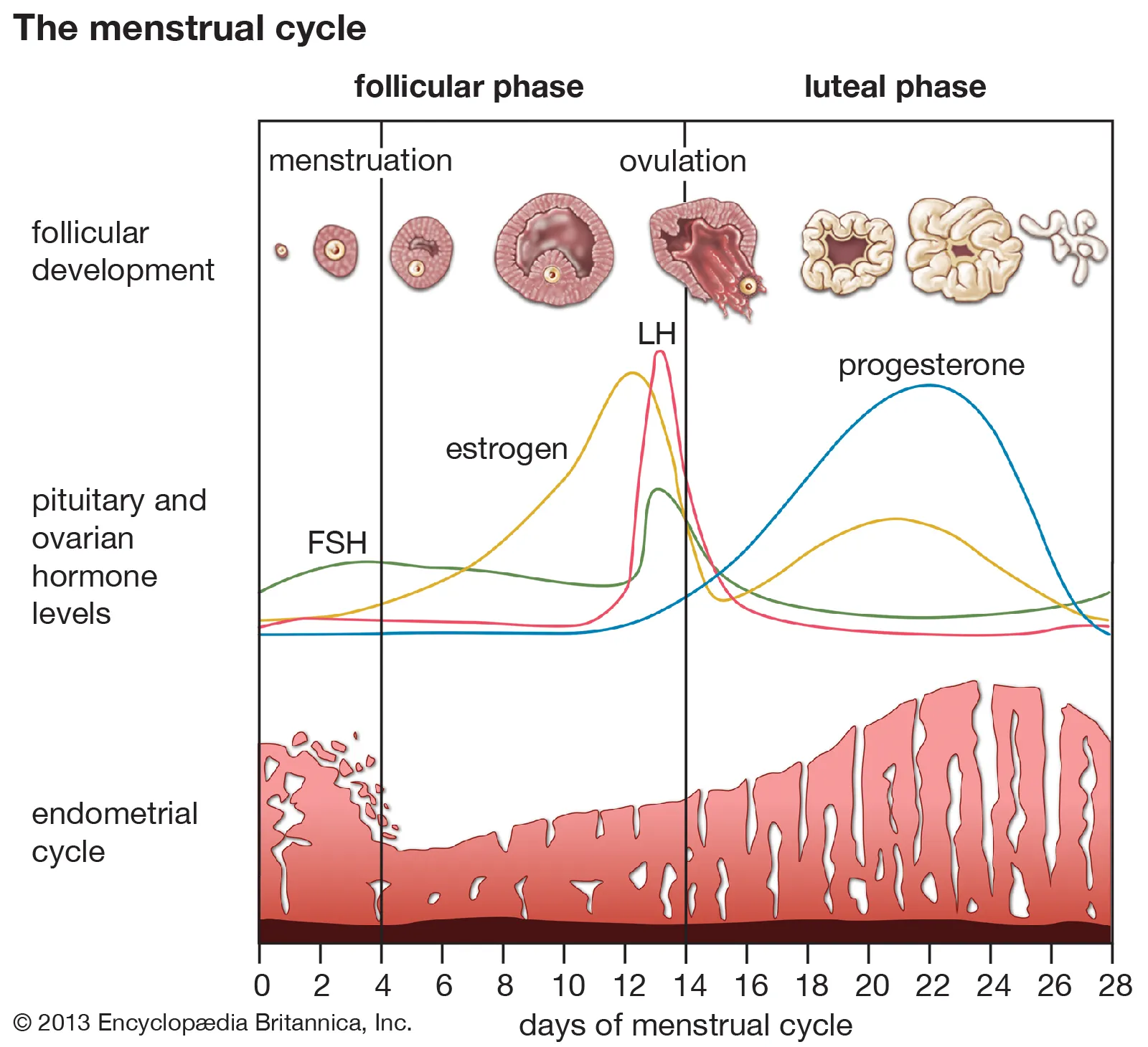 Infographic of the menstrual cycle showing the different phases the ovaries and uterus go through, as well as hormone level fluctuations